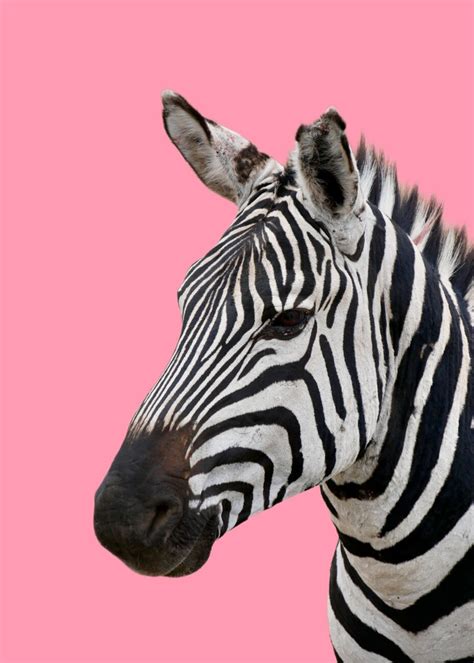 Pink Zebra Zebra
