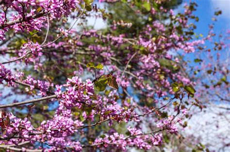 Discover the Rare Pinkflowered Tree: Natures Hidden Gem