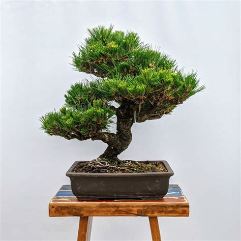 Pinos Bonsai