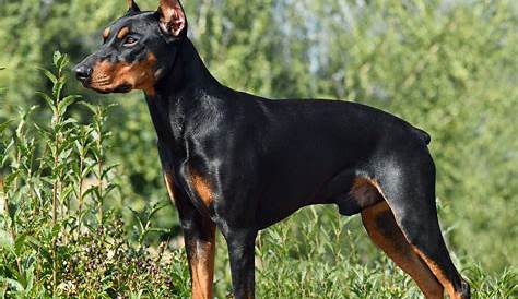 German Pinscher Dog Breed history and some interesting facts