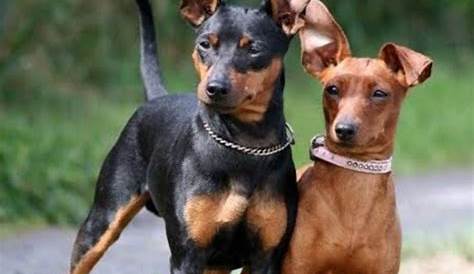 Pinscher Dog Characteristics Miniature Puppies, Rescue, Pictures