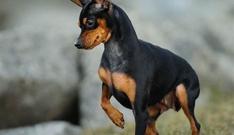 Miniature Pinscher Dog Breed history and some