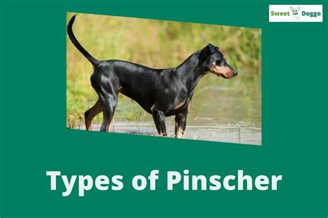 Pinscher Label