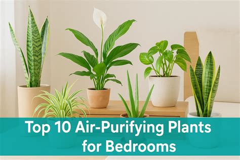 Incorporating Plants for Air Purification