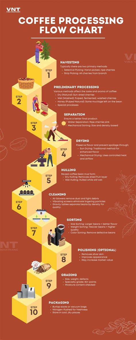 From Bean to Cup: The Coffee Making Process