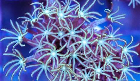 Pipe Organ Coral Care Guide Aqua Life Hub