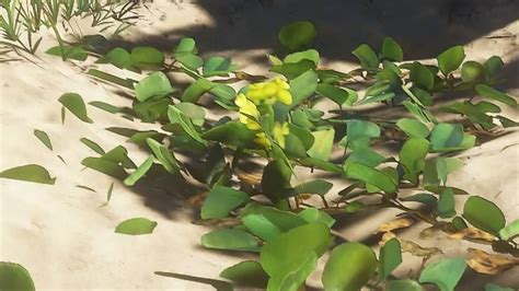 pipi plant stranded deep