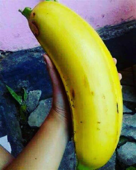 pisang terbesar