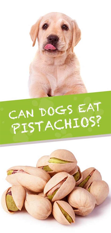 Pistachios Dogs