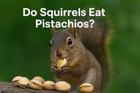 Pistachios Good For Squirrels