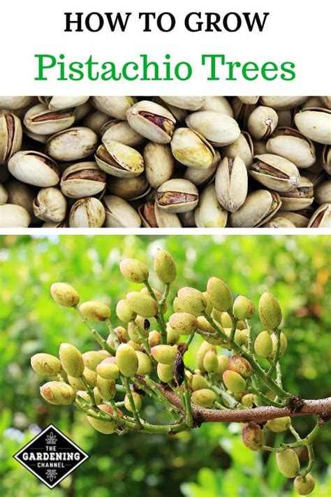 Pistachios Grow