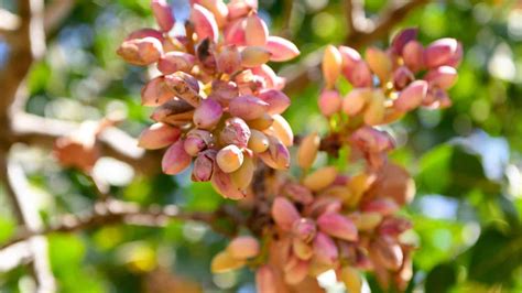 Pistachios Growing On Trees
