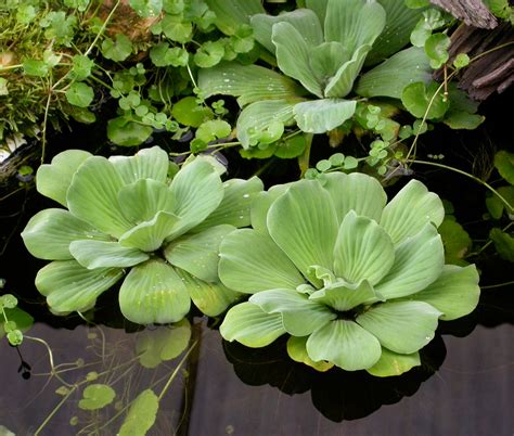 Discover Pistia: The Ultimate Aquatic Plant for Eco-Friendly Gardening
