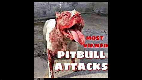 pit bull attack list