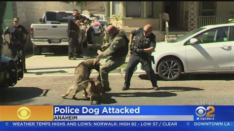 pit bull dog attacks the police