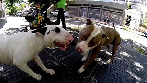 pit bull fights videos