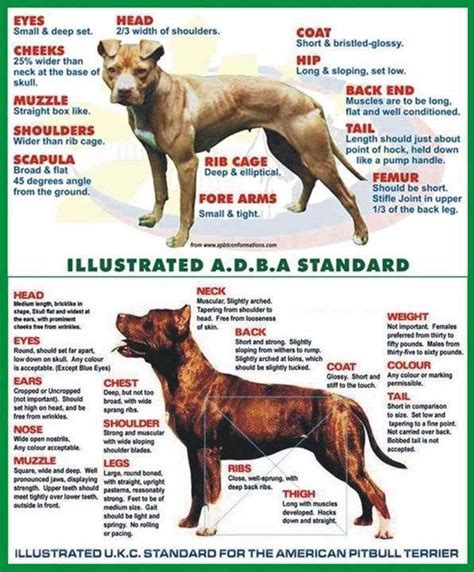 pit bull history of the breed