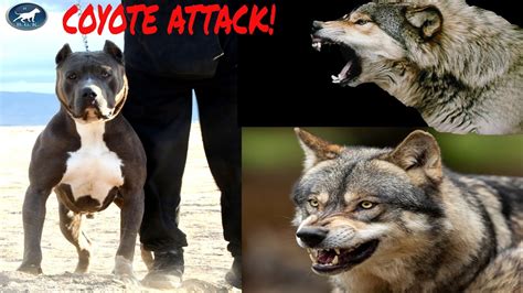 pit bull kills coyote