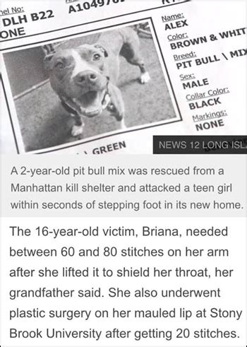 pit bull news articles
