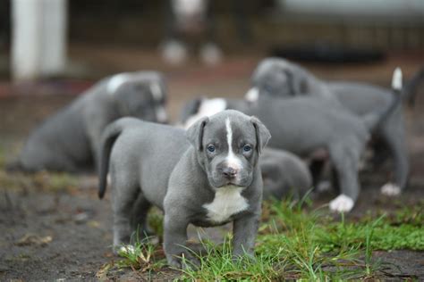 pit bull puppies for sale in california