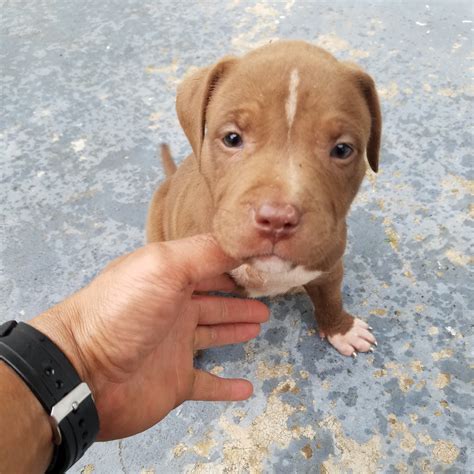 pit bull puppies for sale in sc