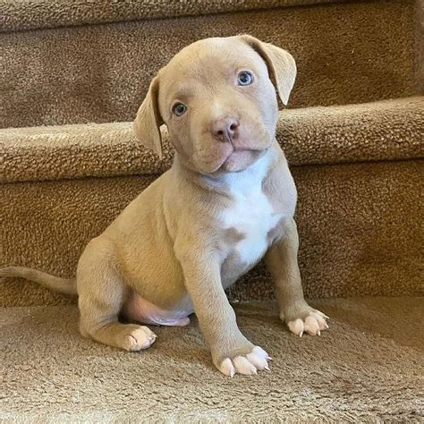 pit bull puppies for sale in virginia