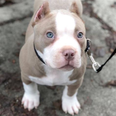 pit bull puppy for sale near me craigslist