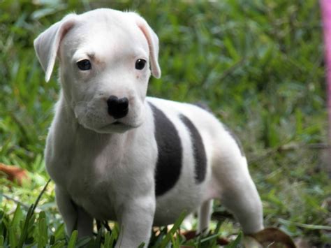 pit bull terrier breeders