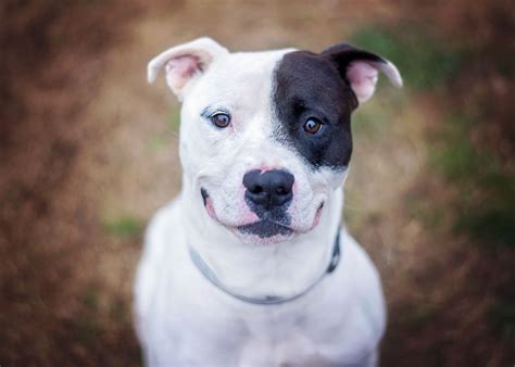 pit bull terrier mix