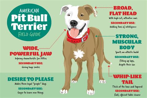 pit bull terrier traits