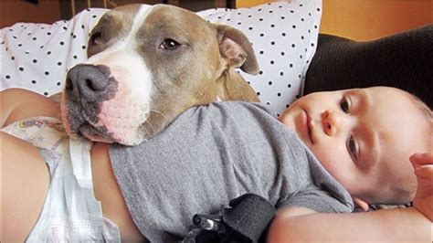 pit bulls and children