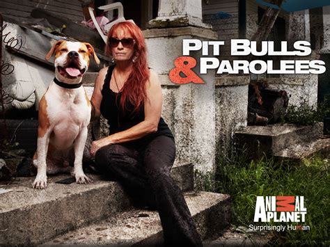 pit bulls and parolees new orleans