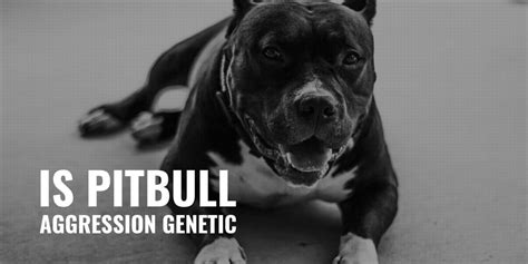 pit bulls genetically aggressive