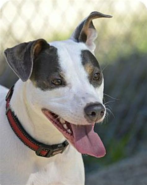 pitbull and rat terrier mix dog picture