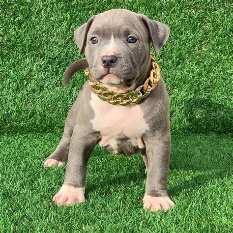 pitbull blue nose for sale