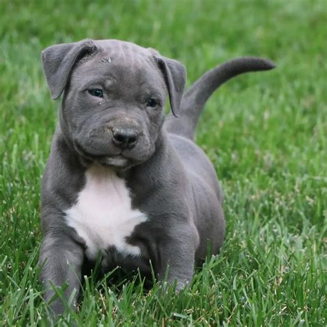 pitbull blue nose puppy