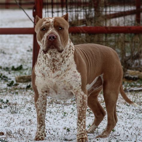 pitbull breeders in colorado