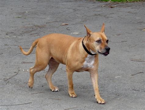 pitbull bull terrier mix