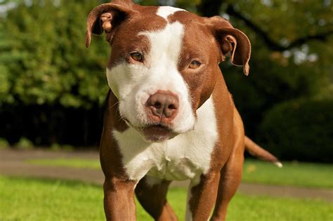 The Pitbull Dog: All You Need To Know