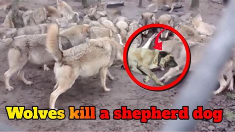 pitbull dog attacks the wolf