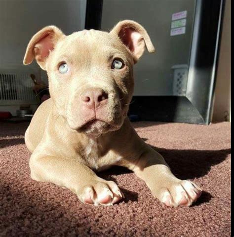 pitbull dog baby