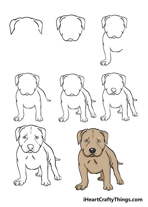 pitbull dog drawing easy step by step