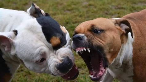 pitbull dog fights videos