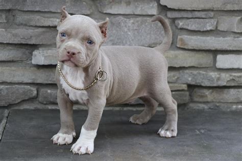 pitbull dog for sale in california