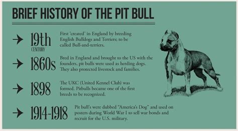 pitbull dog history