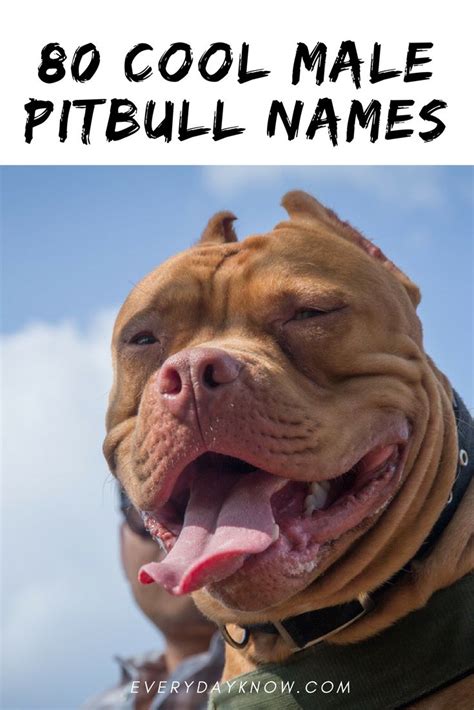 pitbull dog names male