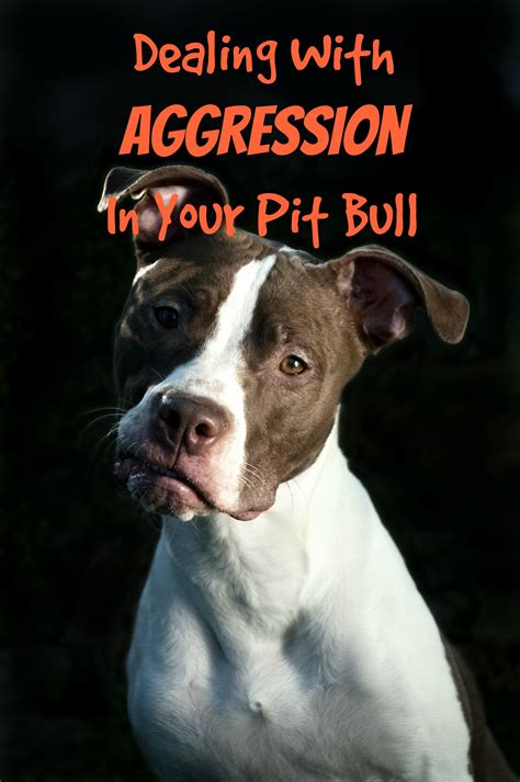 pitbull dog training tips