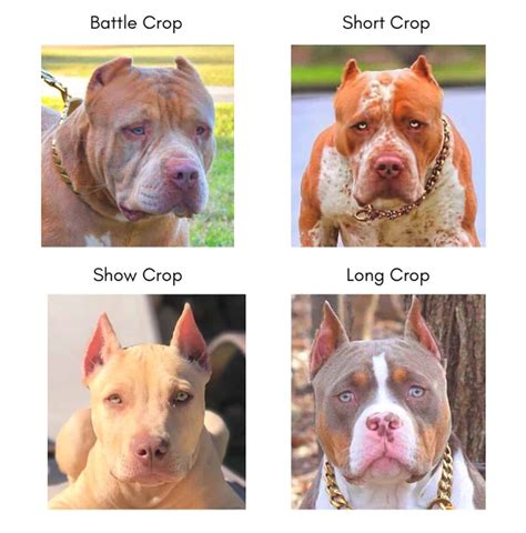pitbull ear cropping styles