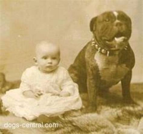 pitbull history nanny dog