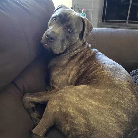 pitbull mastiff mix pictures